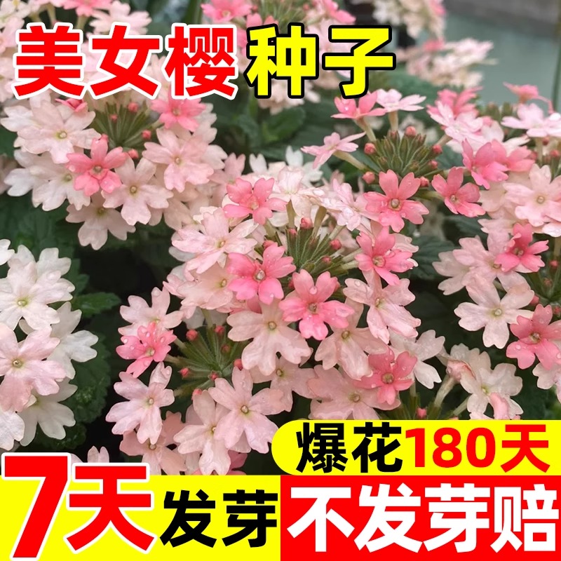 美女樱种子耐寒耐热四季可种