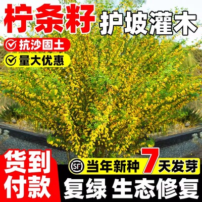 柠条种子当年新种复绿生态修护