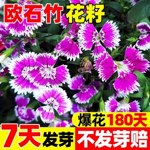 欧石竹初吻花籽石竹常夏石竹美国石竹花种籽五彩石竹种子四季易活