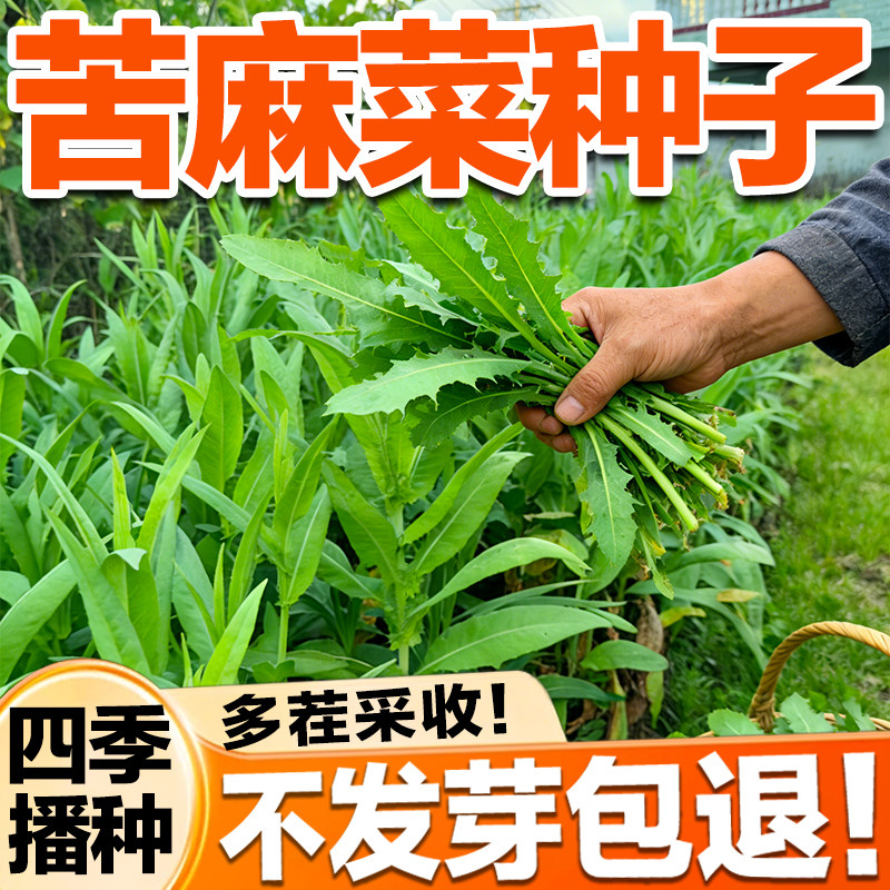 苦麻菜种子荬菜野苦菜取麻菜苦葛麻曲麻菜蔬菜种子苣苦麦菜种籽