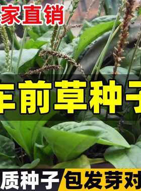 车前草种子优质种子包发芽对版