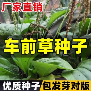 車前草種子藥食四季 播種中藥材種植陽臺盆栽大田種植新產(chǎn)車前草籽