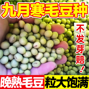 九月寒毛豆种九月豆黄豆种大粒晚熟重阳豆种子菜毛豆高产蔬菜种籽