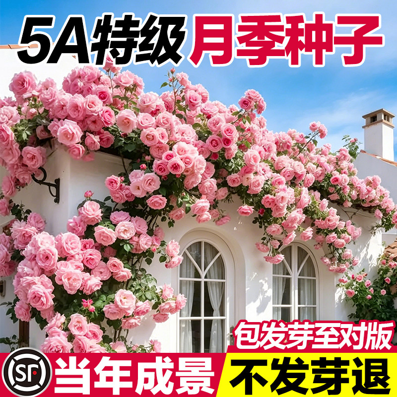 月季种子爬藤爬墙造型大花种耐寒耐旱室外大棚四季开花植物花种子