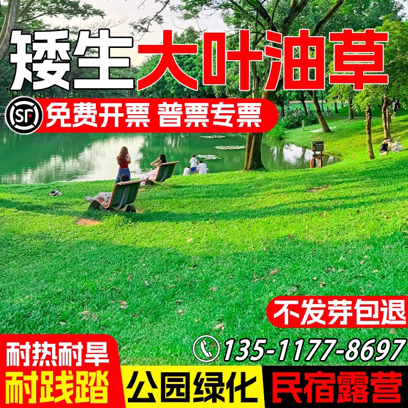 大叶油草籽耐热耐寒耐践踏芽率高