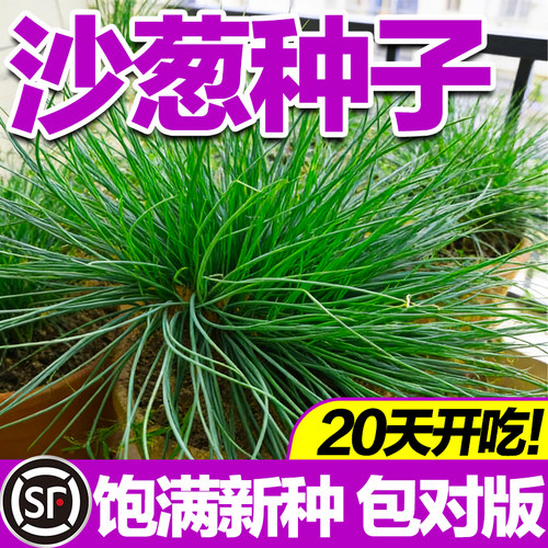 沙葱种子饱满新种包对版