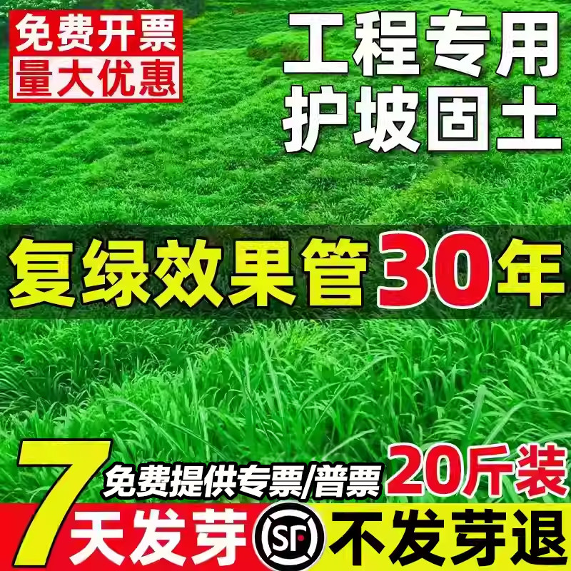 边坡绿化草坪草籽免修剪黑麦草高羊茅籽四季常青护坡固土耐寒耐旱