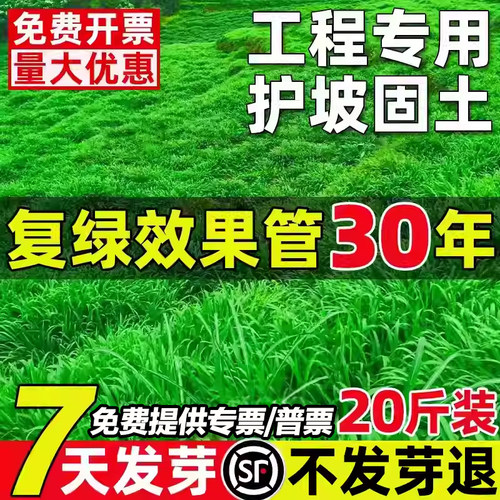 护坡固土草籽耐寒耐旱复绿专用