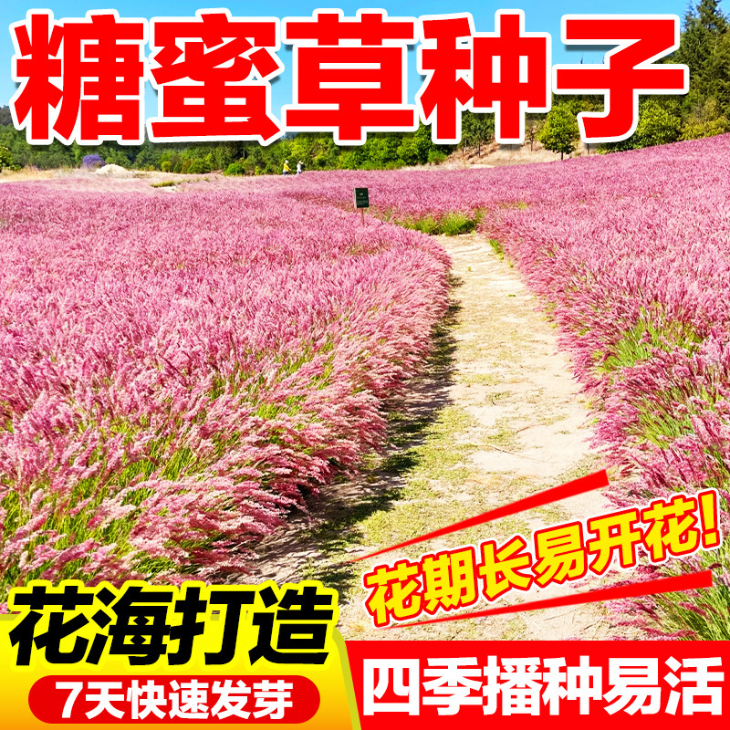 糖蜜草种子耐寒四季南北方种植花园配景观赏草籽牧草种籽护坡固土