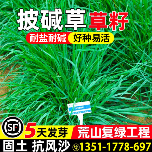披碱草种子耐寒耐旱耐盐碱地抗寒抗风沙四季牧草草籽护坡固土绿化