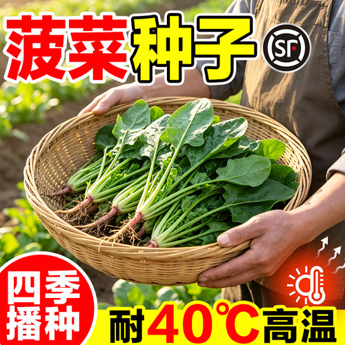 菠菜种子老品种四季播种耐热夏季