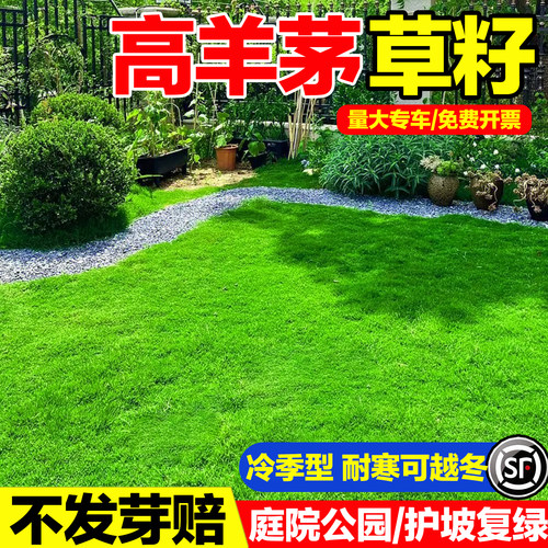 高羊茅草籽发芽率高护坡复绿