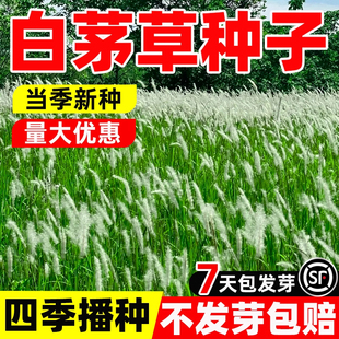 白茅草种子坟头山坡绿化针茅白毛草长镰草响铃草根种籽易活四季播