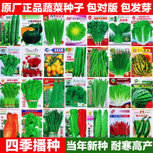 蔬菜种子大全四季瓜果蔬菜种籽种孑家庭菜园青菜萝卜白菜夏秋耐热