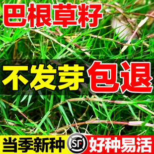 巴根草籽牧草种牛筋草野草中草药种子老驴拽护坡绿化混合草籽杂草
