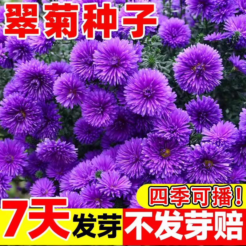 矮翠菊种子大花好养的花种籽庭院花籽阳台开花室外花种易活花种籽