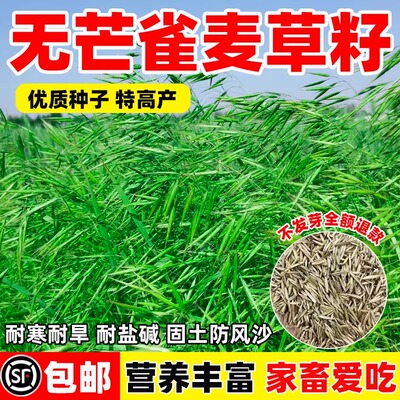 无芒雀麦草籽耐寒耐旱营养丰富