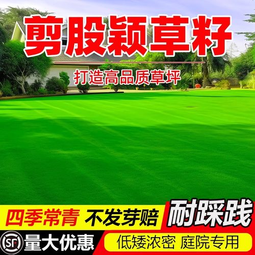剪股颖a4本特草坪草籽庭院别墅少修剪耐踩踏四季常青矮生草皮种子 - 封面
