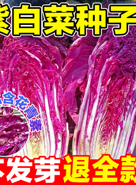 紫白菜种子营养丰富里外紫色大白菜四季播种庭院田地种植蔬菜种籽