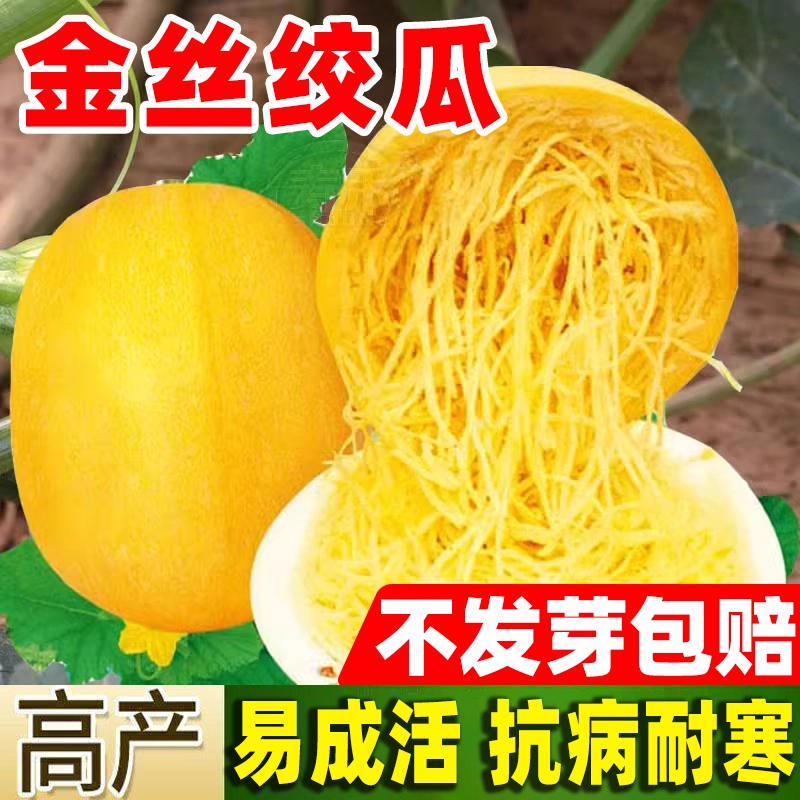 金丝搅瓜种子南瓜蔬菜秧苗孑茭瓜种籽苗丝瓜粉丝绞瓜黄金瓜西葫芦