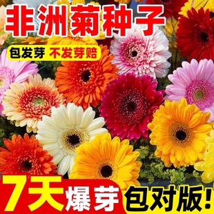 非洲菊种子进口扶郎花菊花种籽阳台盆栽四季景观绿化植物花卉种孑