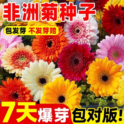 非洲菊种子发芽率高包对版