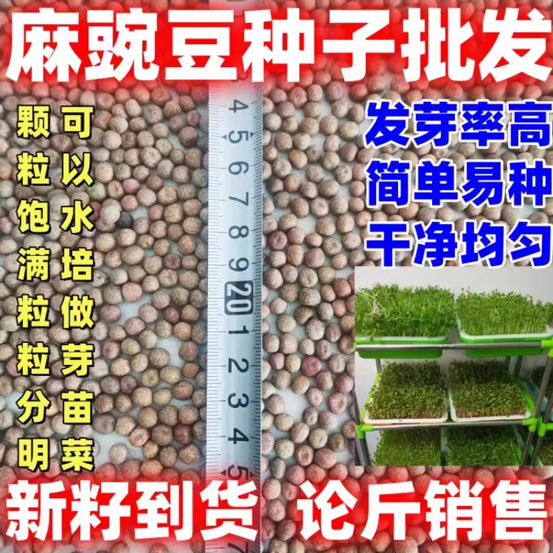 麻豌豆种子发芽率高简单易种