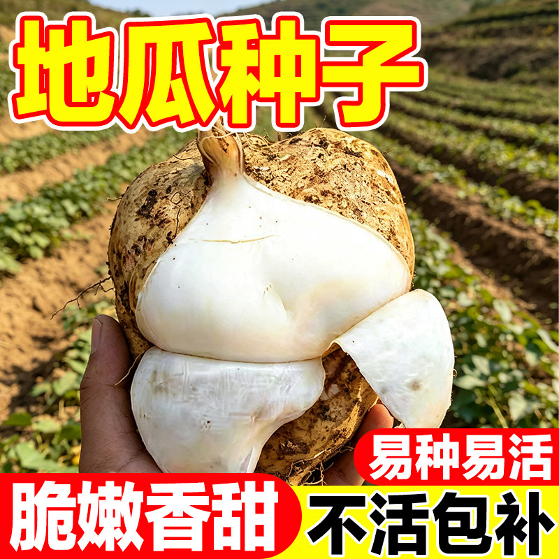 地瓜种子凉薯牧马山大果甜脆水果地瓜种籽阳台庭院种植附种植方法
