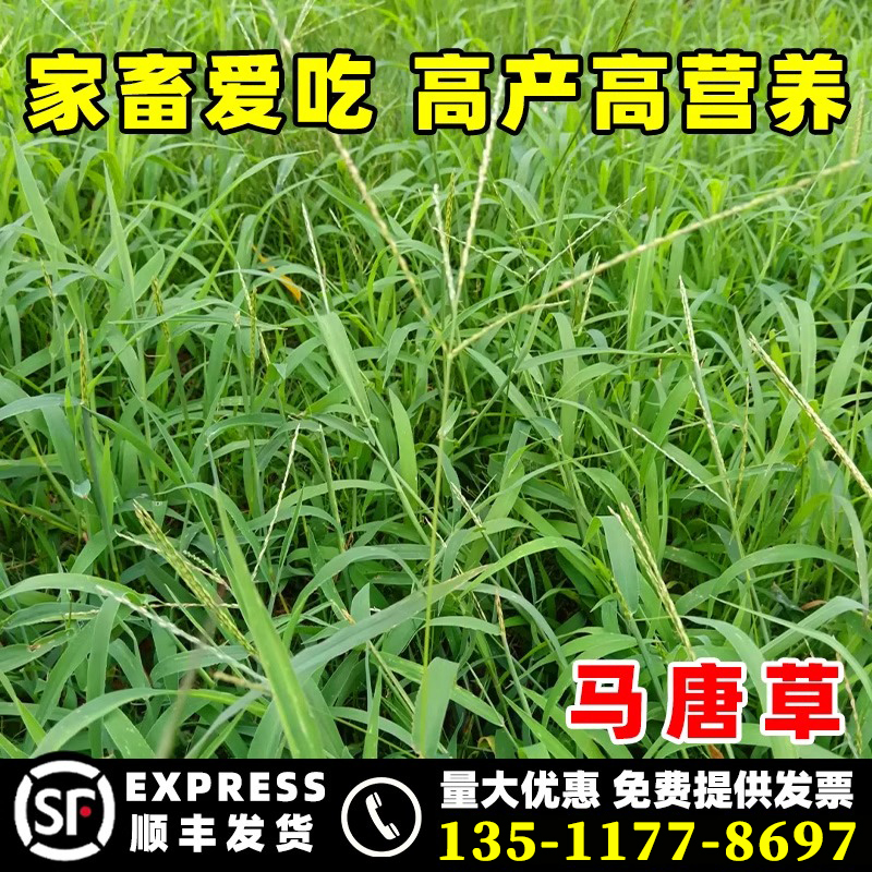 马唐草种籽当季新种高产高营养