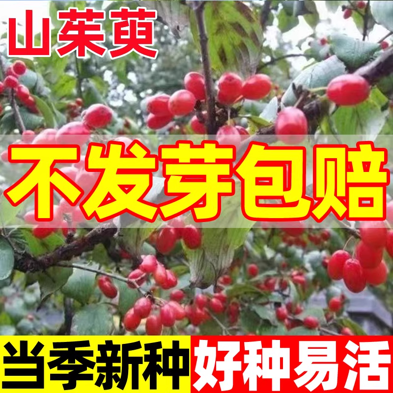 山茱萸种子 山萸肉山芋肉山于肉 红衣仙子种子籽孑包邮中药材种子
