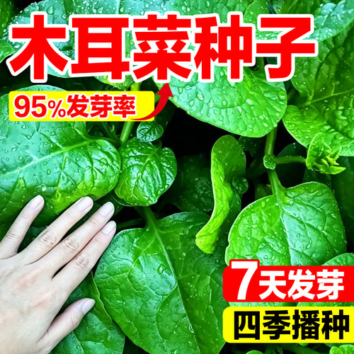 木耳菜种子大叶四季通用高钙耐热