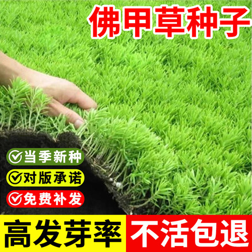 佛甲草种子当季新种高发芽率