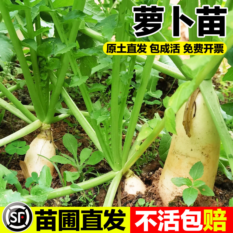 萝卜苗九斤白萝卜苗樱桃萝卜青萝卜菜瓜黄瓜四季豆角扁豆蔬菜秧苗,鲜花速递/花卉仿真/绿植园艺,种苗/半成品盆栽,淘宝优惠券,粉丝福利购,淘宝优惠卷