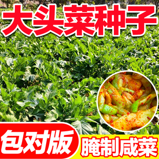 大头菜种子正宗榨菜疙瘩根用芥菜秋季腌制泡菜蔬菜【只卖新种子】