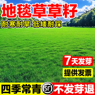 地毯草草籽草坪四季常青进口矮生耐践踏免修剪别墅庭院绿化草种子
