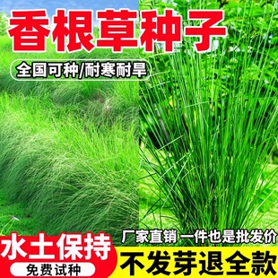 香根草草籽耐寒耐旱四季常青野芒草糖蜜草种子孑护坡固土牧草种籽