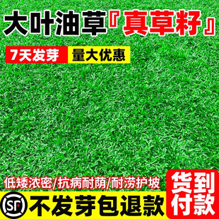 大叶油草种子大叶油草草籽 抗旱固土护坡四季草坪种子地毯草种子