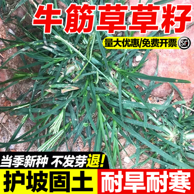 牛筋草草籽四季播种护坡固土