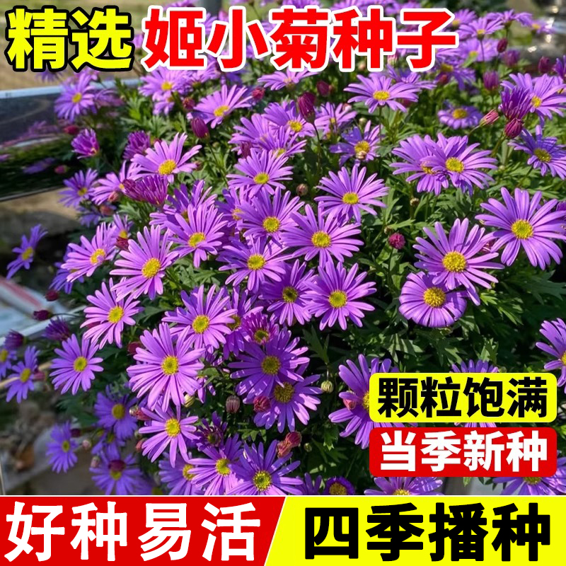 姬小菊花籽四季播种好种易活