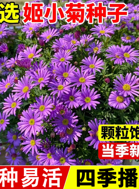 多年生姬小菊花种子花卉植物种孑易活花籽庭院盆栽花种籽子