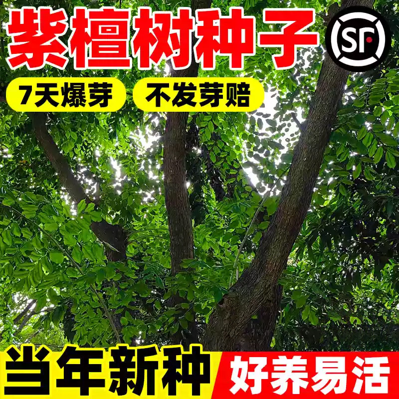 紫檀种子出售印度进口林木 小叶紫檀木种子 檀香紫檀树种子包邮
