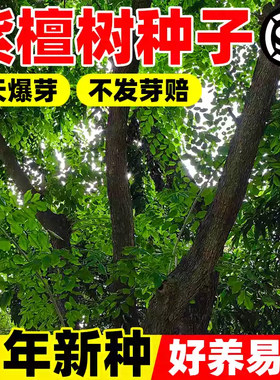 紫檀种子当季新种好种易活