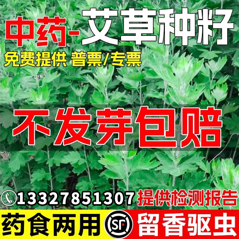 艾草种籽药食两用留香驱蚊