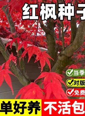 红枫种子当年新种不活包退