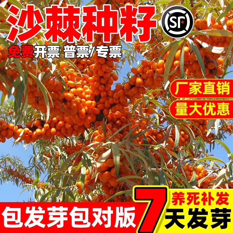 沙棘种籽四季可种发芽率高