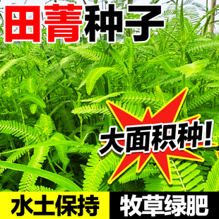 田菁种子碱青涝豆四季牧草种籽田青子紫色田箐种籽果园绿肥草种子