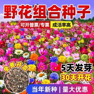 野花组合耐寒多年生花种子庭院易种活波斯菊百日草太阳花多季开花