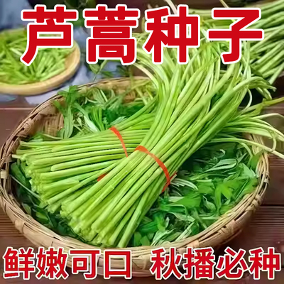 芦蒿种子鲜嫩可口发芽率高