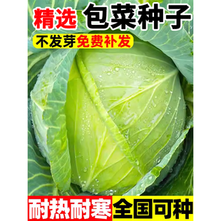 包菜種子牛心包卷心菜牛心甘藍種子四季 蔬菜種子 耐熱耐寒春秋冬季