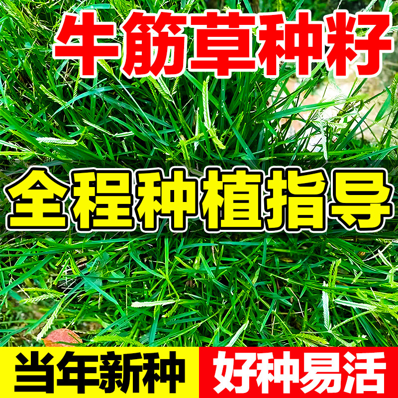 牛筋草种籽好种易活全程种植指导